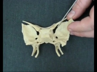 skull anatomy